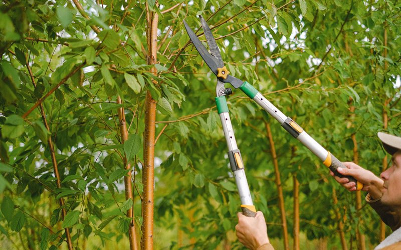 Tree trimming in Altus, AR